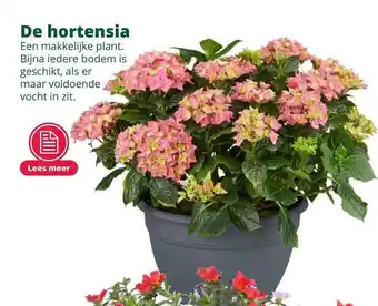 GroenRijk De Hortensia aanbieding