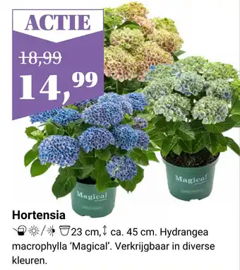 Tuincentrum Osdorp Hortensia aanbieding