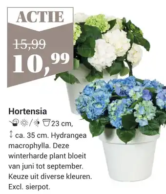 TuinWereld Hortensia aanbieding