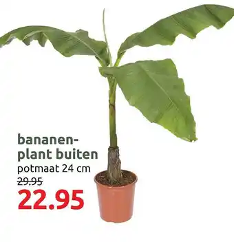 Deka Tuin Bananenplant Buiten aanbieding