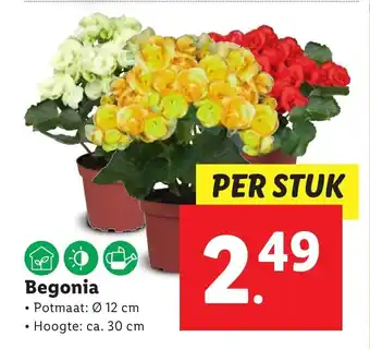 Lidl Begonia aanbieding