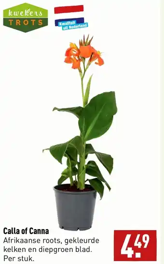 ALDI Calla of Canna aanbieding