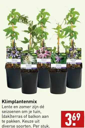 ALDI Klimplantenmix aanbieding