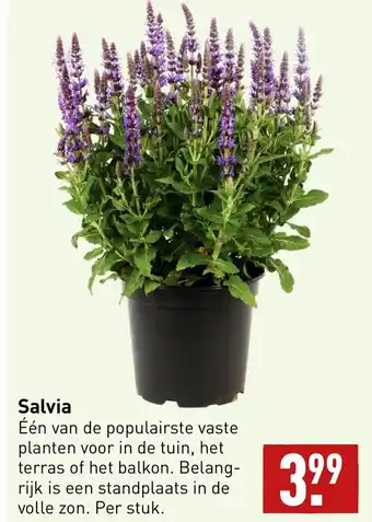 ALDI Salvia aanbieding