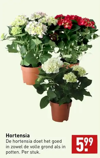 ALDI Hortensia aanbieding