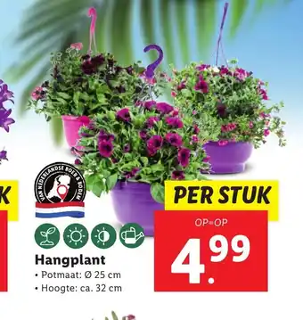 Lidl Hangplant per stuk aanbieding