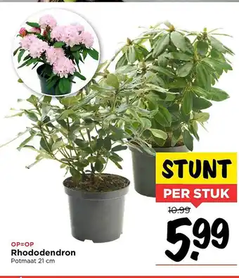 Vomar Voordeelmarkt Rhododendron aanbieding