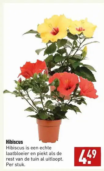 ALDI Hibiscus aanbieding