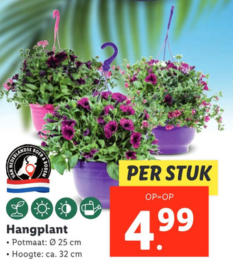 Lidl Hangplant aanbieding