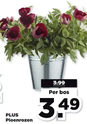 PLUS PLUS Pioenrozen aanbieding