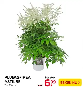 Praxis Pluimspirea astilbe aanbieding