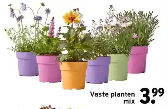 GAMMA Vaste planten mix aanbieding