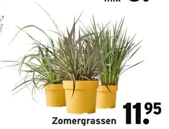 GAMMA Zomergrassen aanbieding