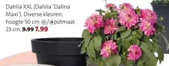 Intratuin Dahlia XXL aanbieding