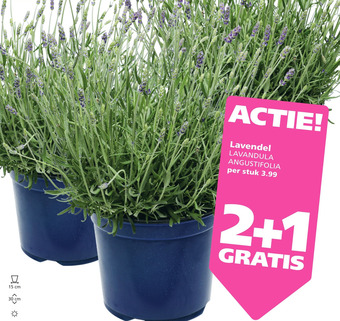 Ranzijn Lavendel aanbieding