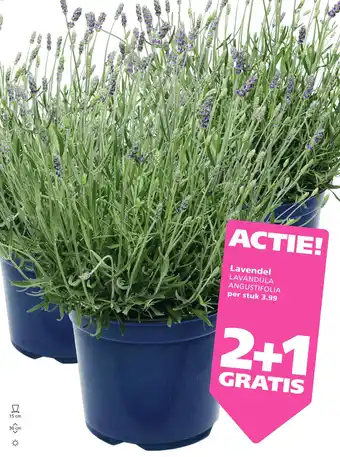 Ranzijn Lavendel aanbieding