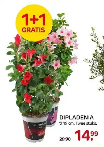 Praxis Dipladenia 1+1 Gratis aanbieding