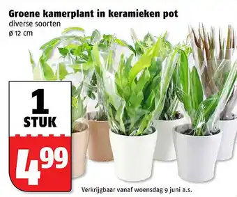 Poiesz Groene kamerplant in keramieken pot aanbieding