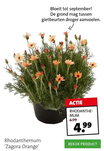 Intratuin Rhodanthemum 'zagora orange' aanbieding