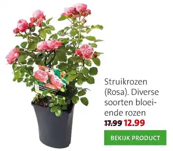 Intratuin Struikrozen (rosa) diverse soorten bloeiende rozen aanbieding