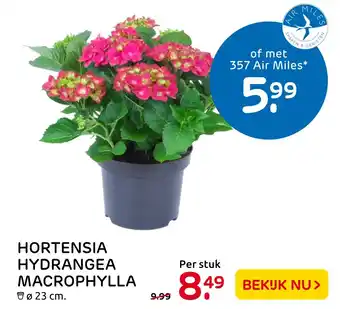 Praxis Hortensia hydrangea macrophylla aanbieding