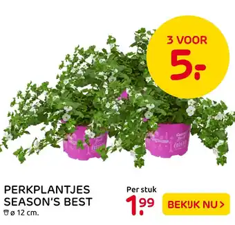 Praxis Perkplantjes Season's Best aanbieding