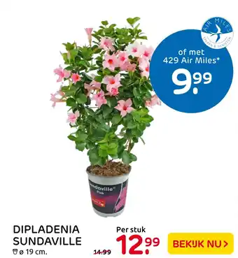 Praxis Dipladenia Sundaville aanbieding