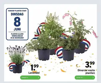 GAMMA Lavendel Of Diverse Vaste Planten aanbieding