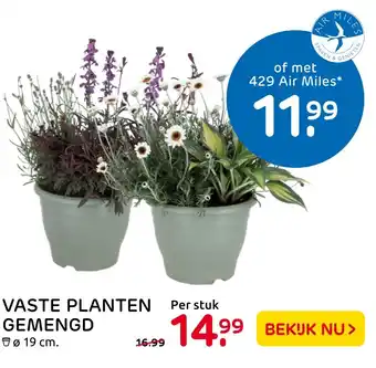 Praxis Vaste Planten Gemengd aanbieding