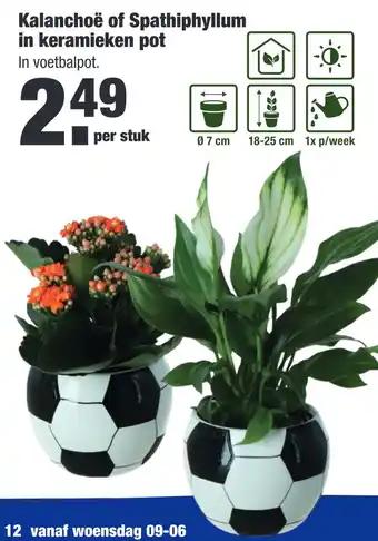 ALDI Kalanchoë of Spathiphyllum in keramieken pot aanbieding