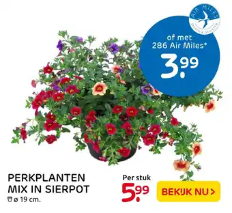 Praxis Perkplanten Mix In Sierpot aanbieding