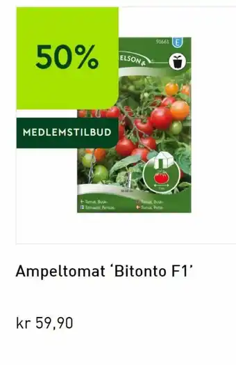 Hageland Ampeltomat Bitonto F1 tilbud