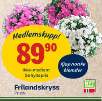 Coop Mega Frilandskryss tilbud