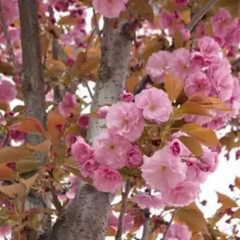 Plantasjen Japankirsebær 'kanzan' tilbud