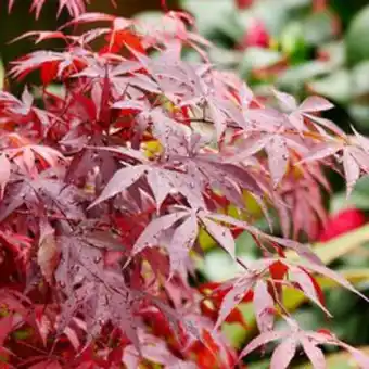 Plantasjen Viftelønn 'atropurpureum' tilbud