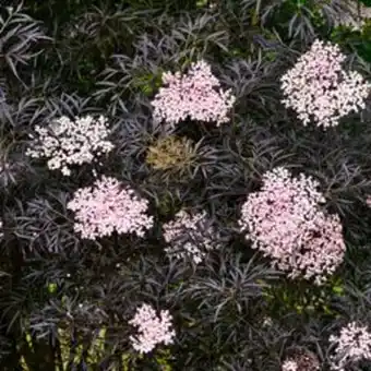 Plantasjen Svarthyll black lace tilbud