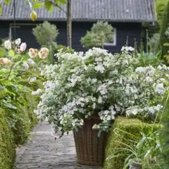 Hortensia runaway bride snow white