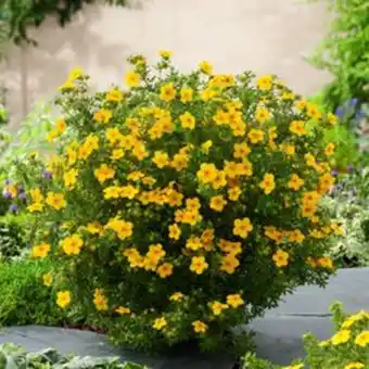 Plantasjen Buskmure 'goldfinger' tilbud