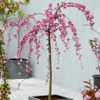 Plantasjen Japansk hengekirsebær 'kiku-shidare-zakura' tilbud