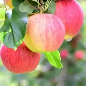 Plantasjen Eple familietre tilbud
