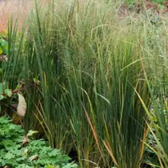 Plantasjen Prydgress 'prairie sky' tilbud