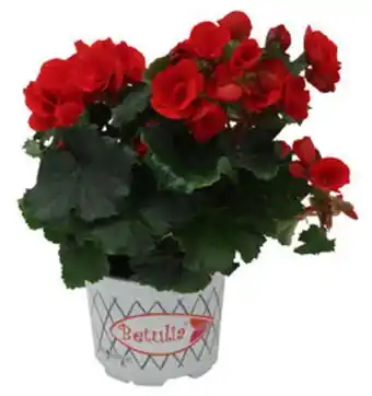 Plantasjen Betulia tilbud