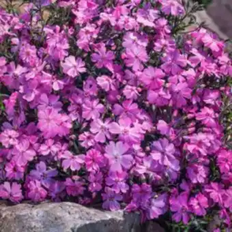 Plantasjen Vårfloks tilbud
