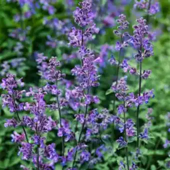 Plantasjen Prydkattemynte 'purrsian blue' tilbud