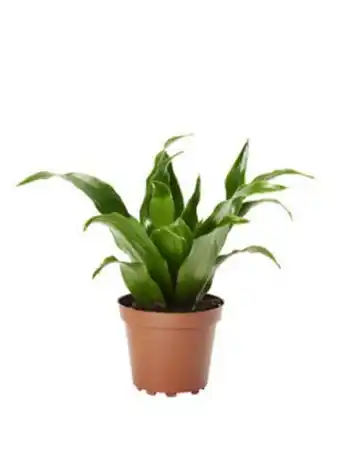 Plantasjen Dragetre mini tilbud