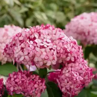 Plantasjen Vierhortensia pink annabelle tilbud