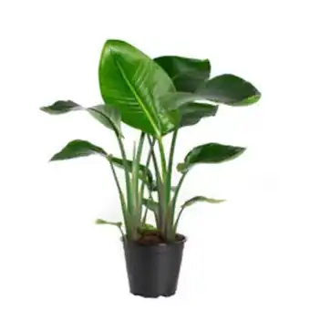Plantasjen Strelitzia nicolai tilbud