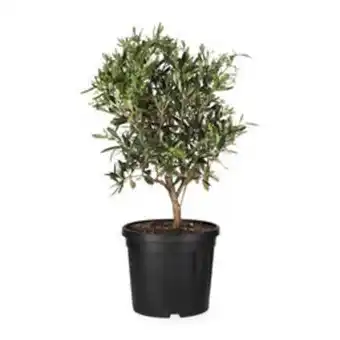 Plantasjen Oliventre tilbud