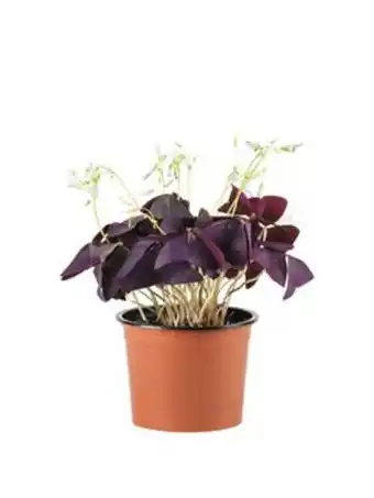 Plantasjen Gjøksyre tilbud