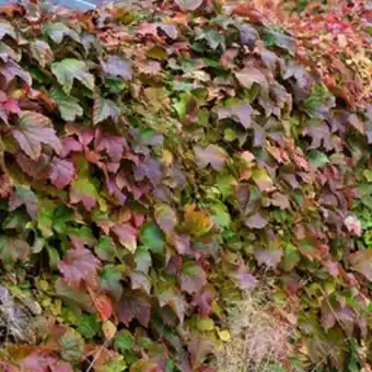 Plantasjen Rådhusvillvin 'veitchii' tilbud